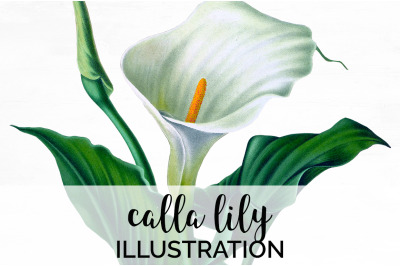 Lily Clipart