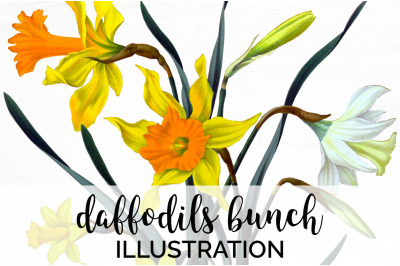 Daffodils Clipart