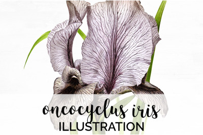 Iris Clipart