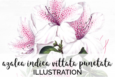 Azalea Clipart