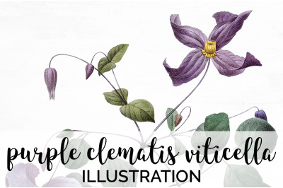 Purple Clematis Flowers Clipart