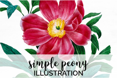 Peonies Clipart