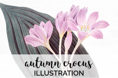 Crocus Vintage Clipart Graphics