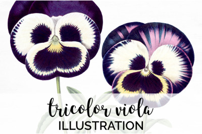 Viola Clipart