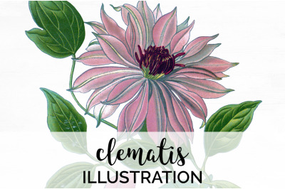 Clematis Clipart Graphics