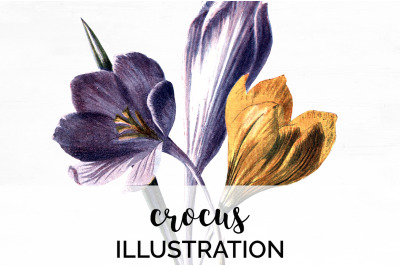 Crocus Vintage Clipart