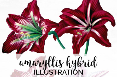 Amaryllis Clipart