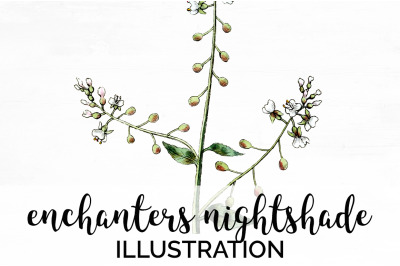 Nightshade Vintage Clipart