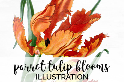 Tulip Clipart