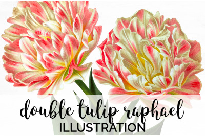 Tulip Clipart