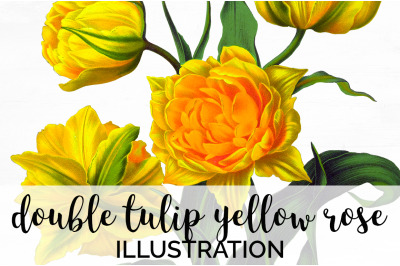 Tulip Clipart