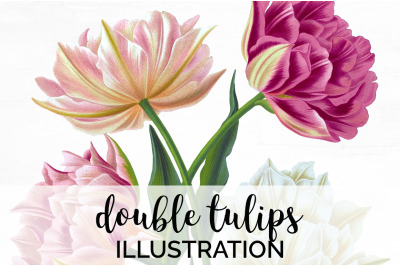 Tulip Clipart