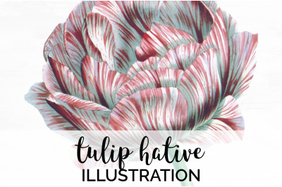 Tulip Clipart