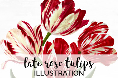 Tulip Clipart