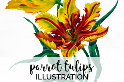 Tulip Clipart