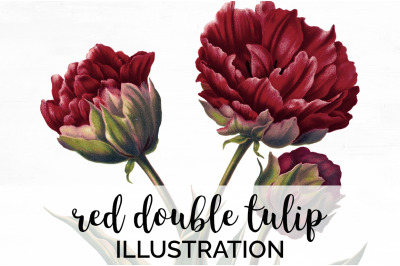 Tulip Clipart