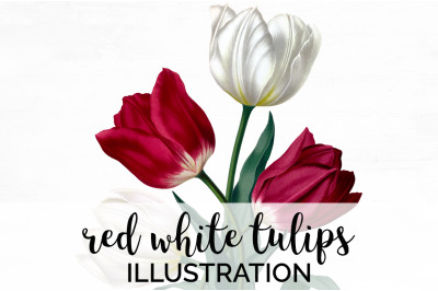 Tulip Clipart