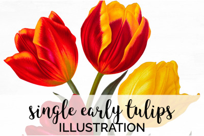 Tulip Clipart