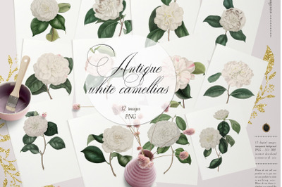 12 Vintage White Camellias Ephemera Transparent Images PNG