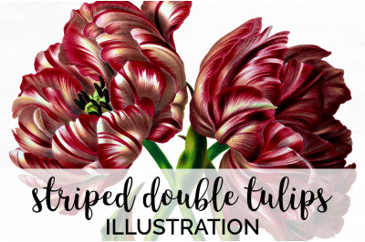 Tulip Clipart