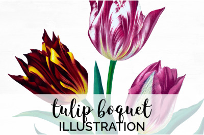 Tulip Clipart