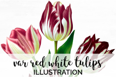 Tulip Clipart