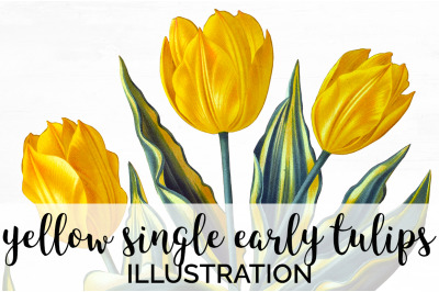 Tulip Clipart