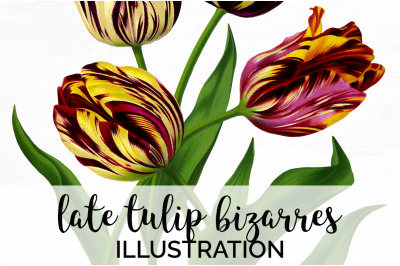 Tulip Clipart