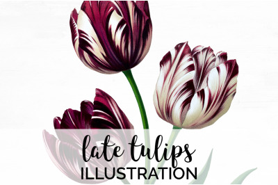 Tulip Clipart