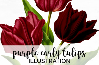 Tulip Clipart