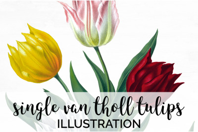 Tulip Clipart