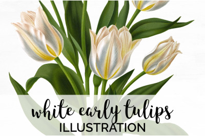 Tulip Clipart