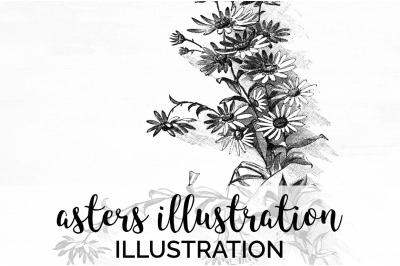 Aster Black and White Clipart