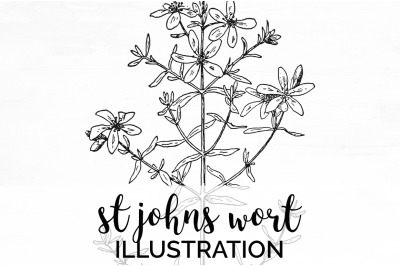 St Johns Wort Clipart