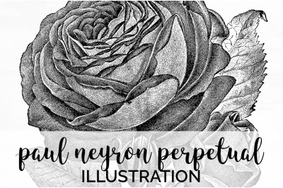 Rose Black and White Clipart