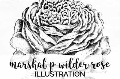 Rose Black and White Clipart