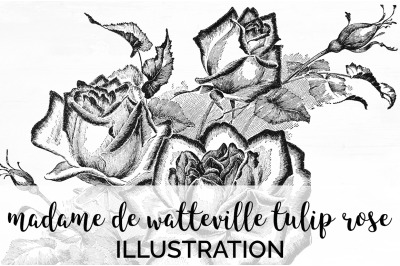 Rose Black and White Clipart