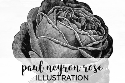 Rose Black and White Clipart