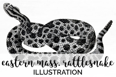 Rattlesnake Snake Clipart Vintage
