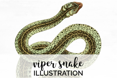Snake Clipart Vintage