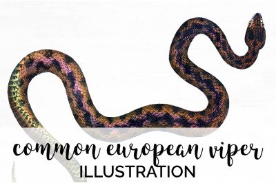 Viper Snake Clipart Vintage
