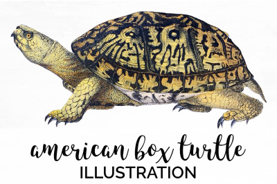 Turtle Clipart Vintage