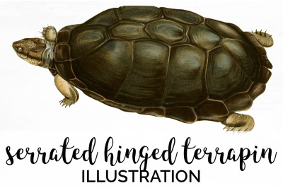 Turtle Clipart Vintage