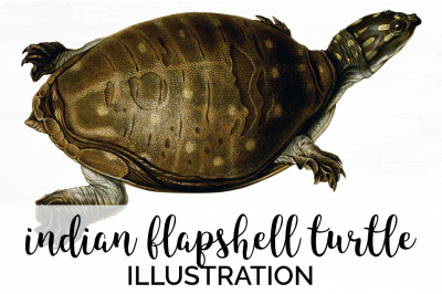 Turtle Clipart Vintage