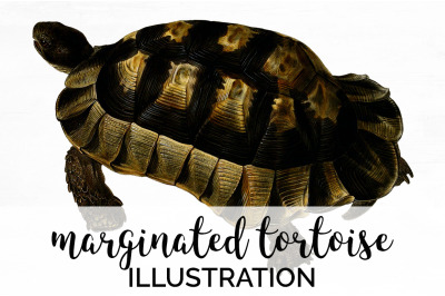 Turtle Clipart Vintage Tortoise