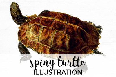 Turtle Clipart Vintage