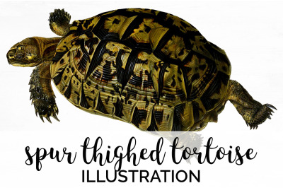 Turtle Clipart Vintage Tortoise