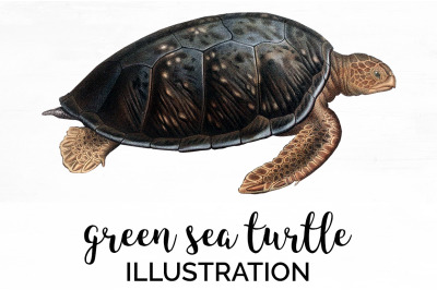 Sea Turtle Clipart Vintage