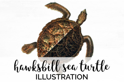 Sea Turtle Clipart Vintage