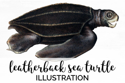 Sea Turtle Clipart Vintage